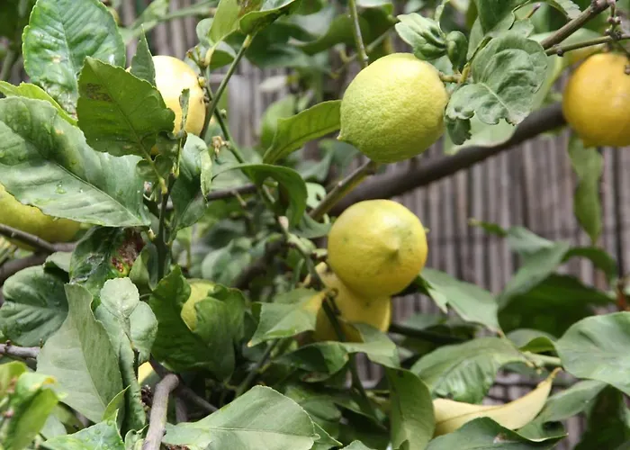 Ecologica La Orotava