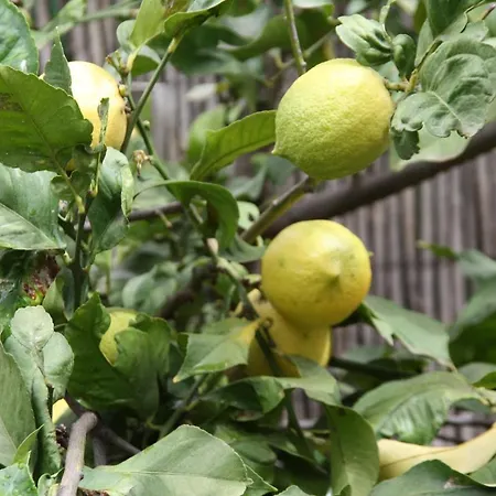 Ecologica Ля Оротава